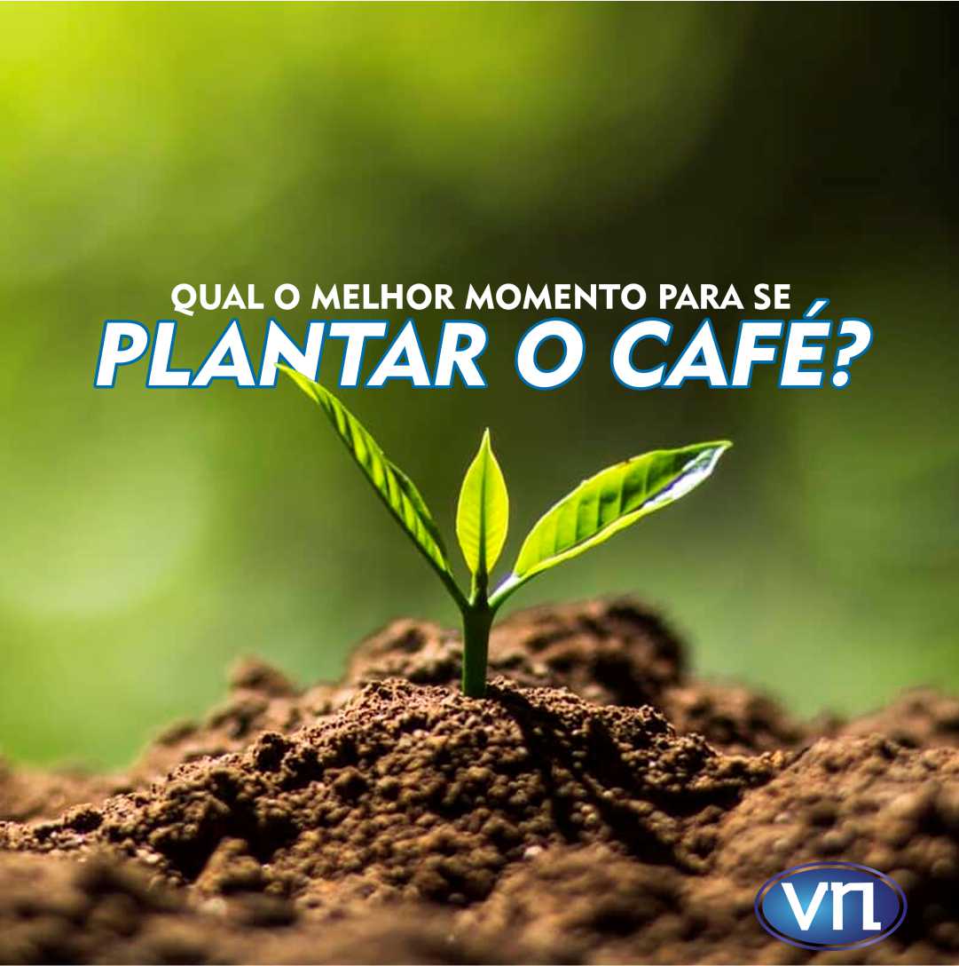 qual o melhor momento e as vantagens de se plantar café no Brasil